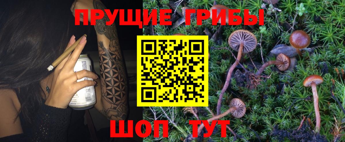Псилоцибиновые грибы Psilocybe Мичуринск